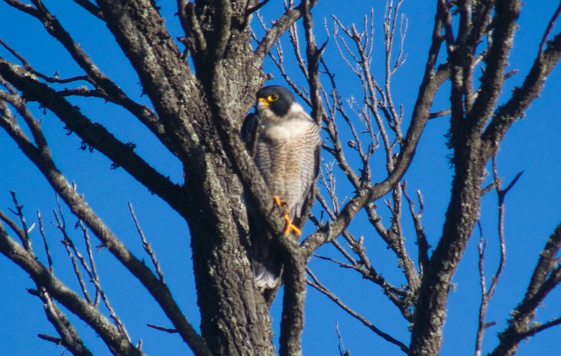 hawk 1.jpg